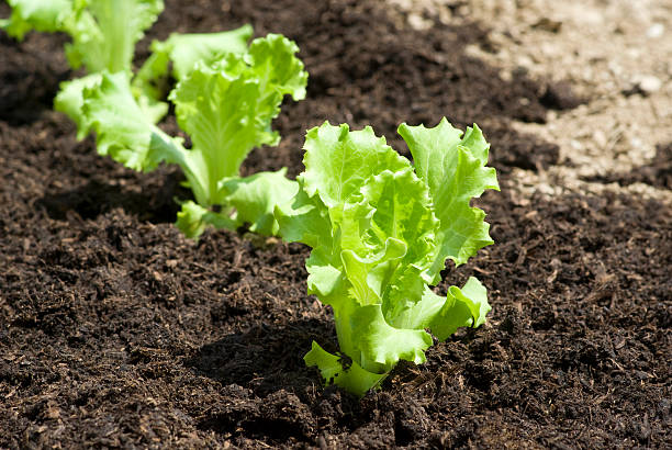 Lettuce Growing Guide