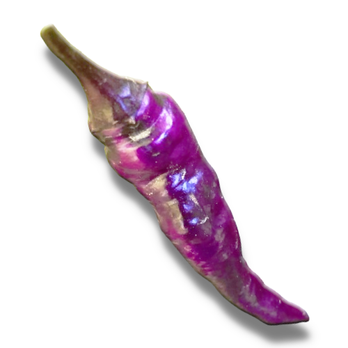 Purple Buena Mulata Pepper Seeds