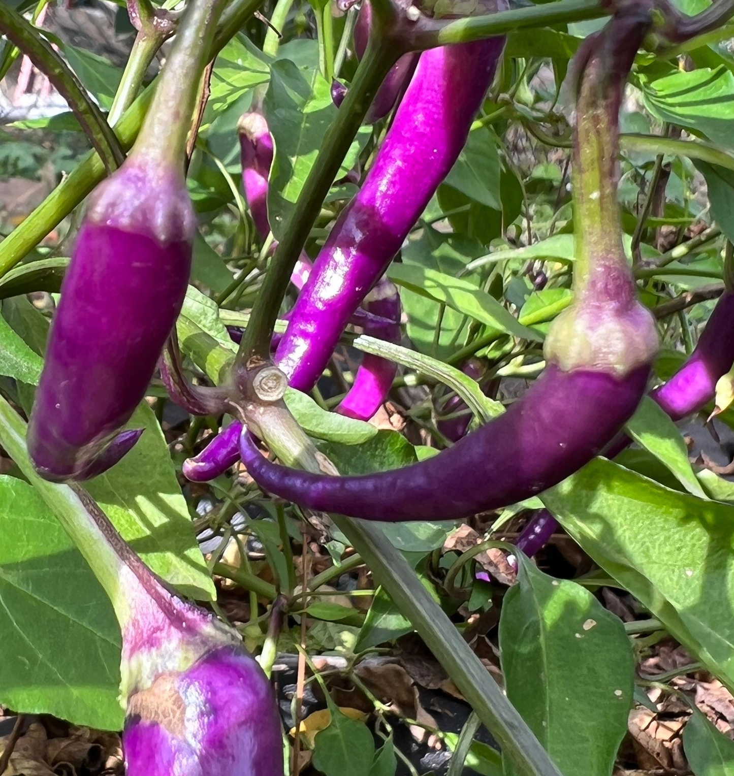 Purple Buena Mulata Pepper Seeds
