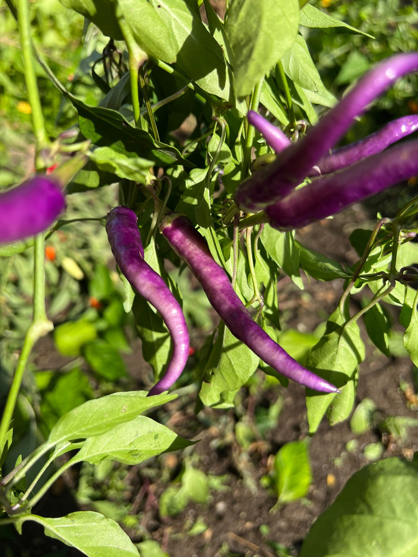 Purple Buena Mulata Pepper Seeds