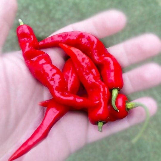 SuperHot Lightning Pepper (15) Seeds , Organic