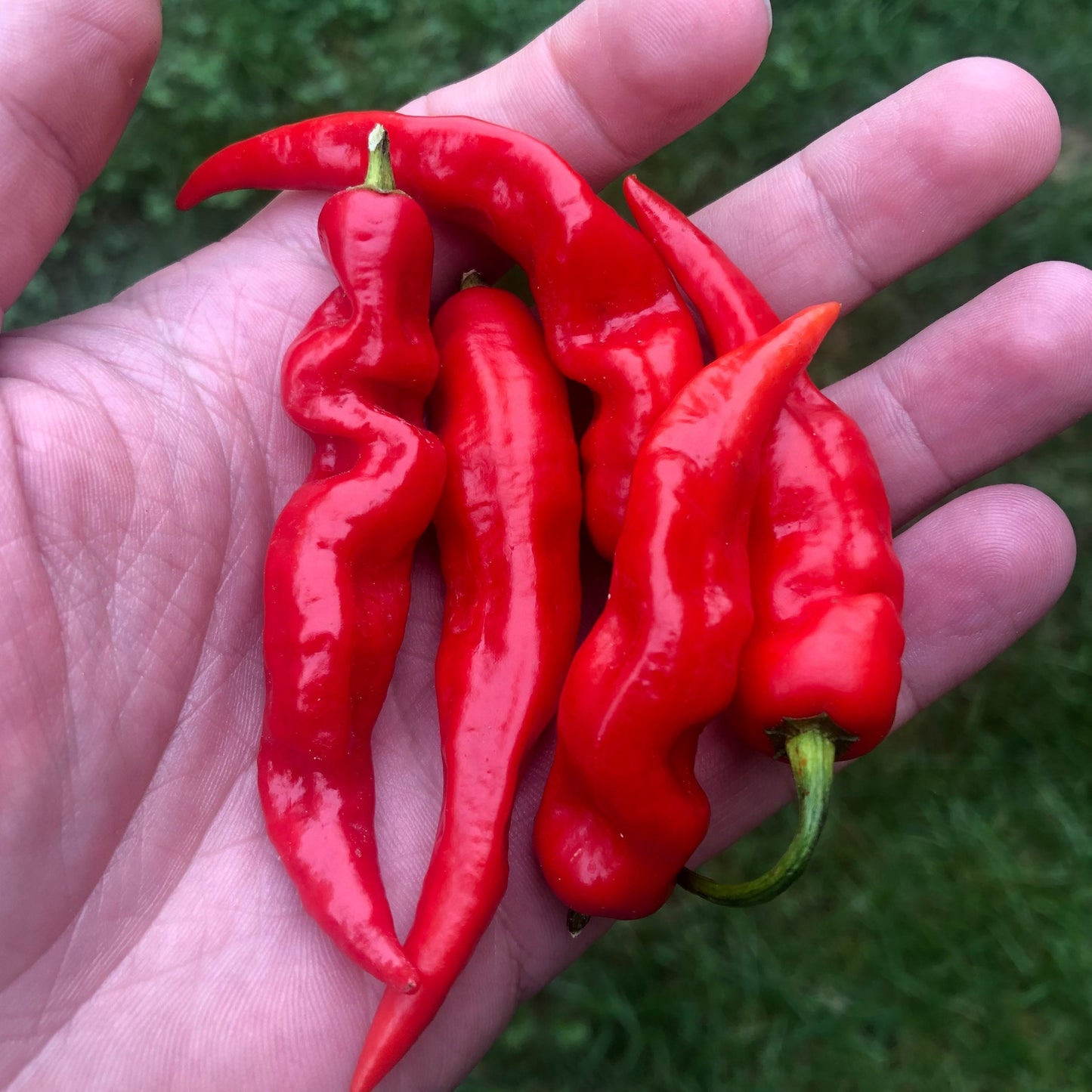 SuperHot Lightning Pepper (15) Seeds , Organic