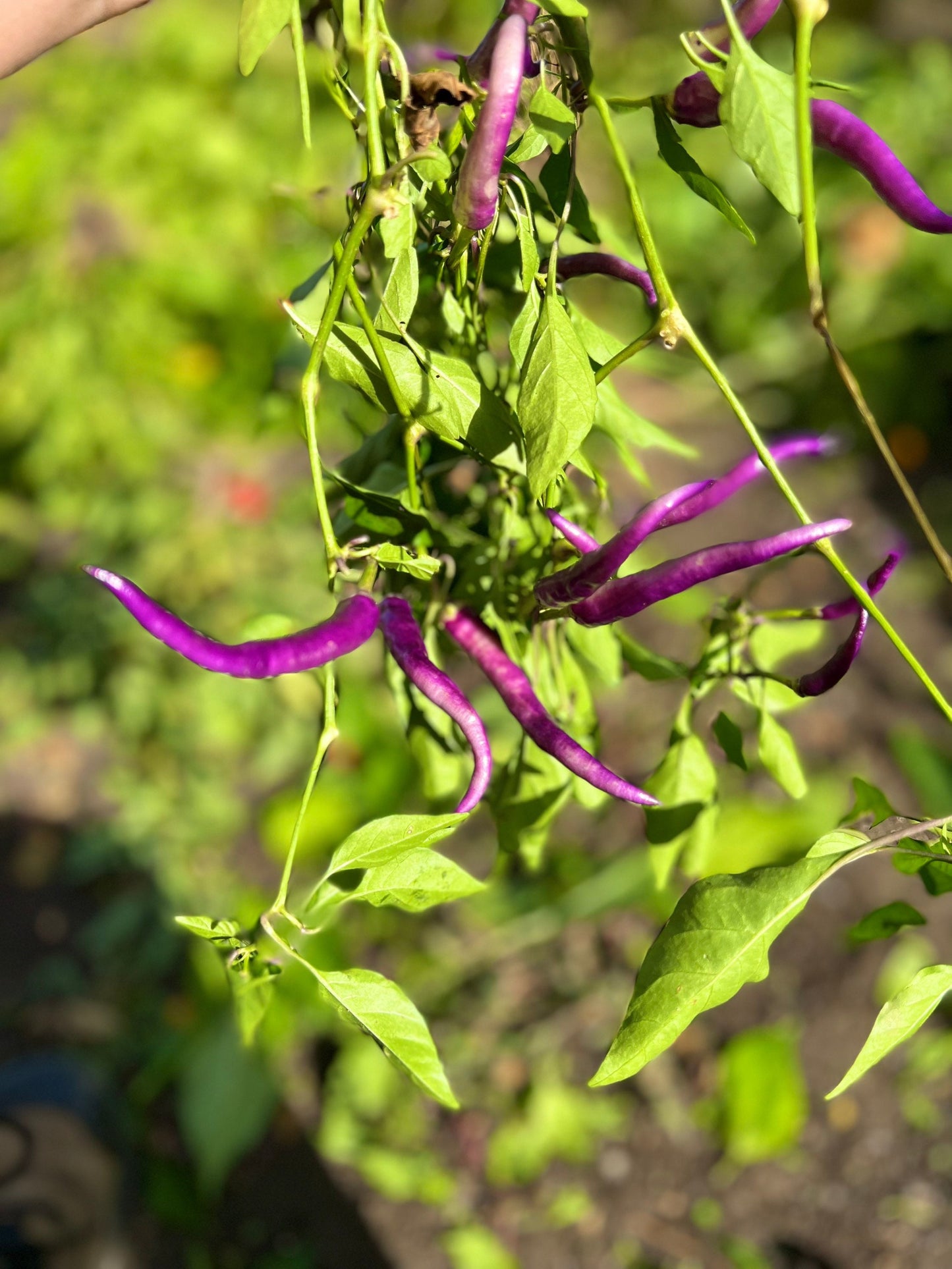 Purple Buena Mulata Pepper Seeds