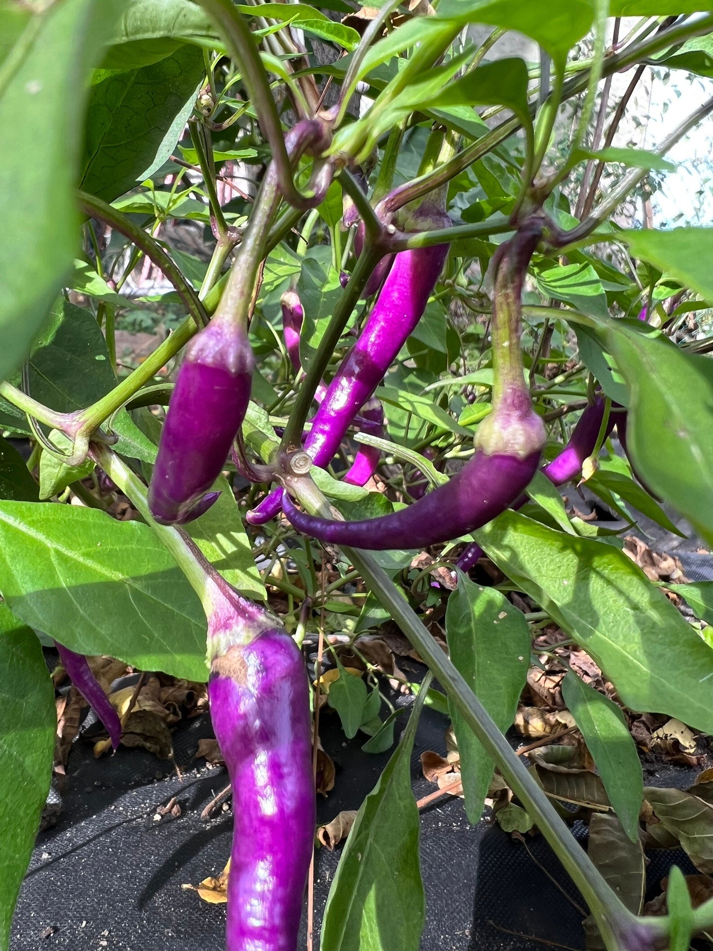 Purple Buena Mulata Pepper Seeds