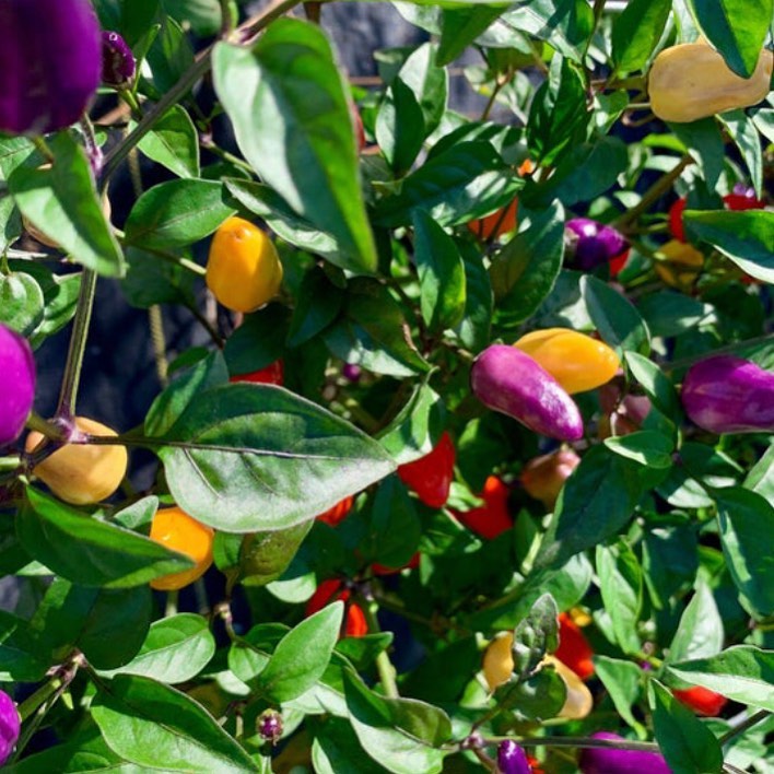 Beginners Guide To Growing Peppers