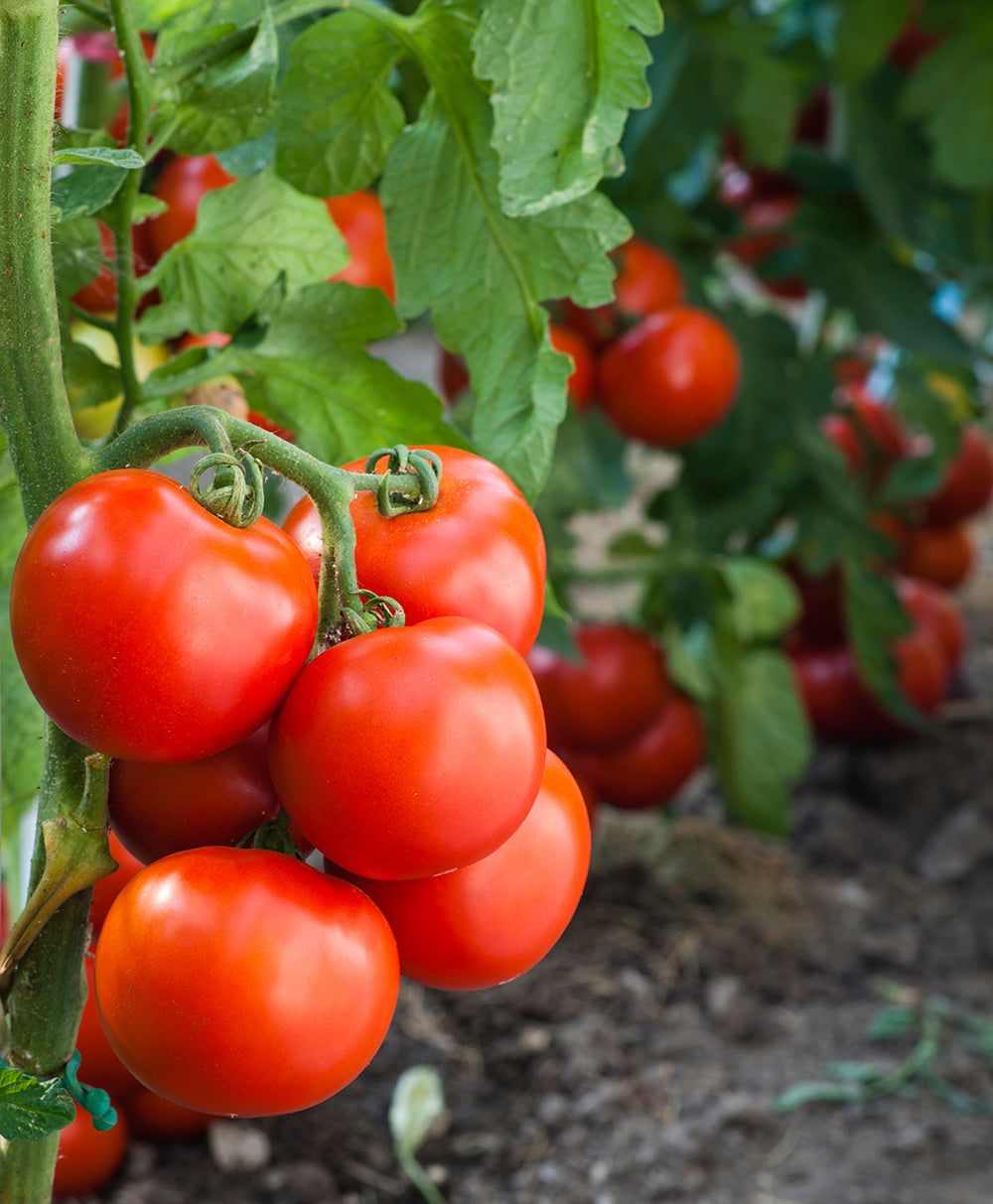 Tomato Growing Guide