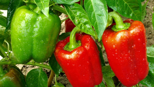 Peppers Growing Guide