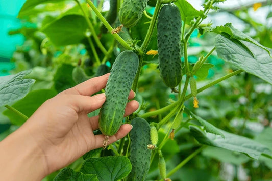 Cucumber Growing Guide