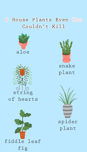 5 House Plants No One Can Kill