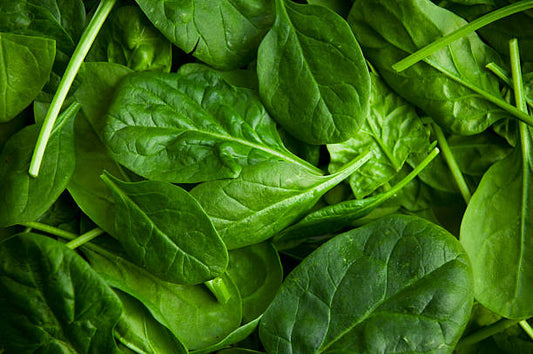 Spinach Growing Guide