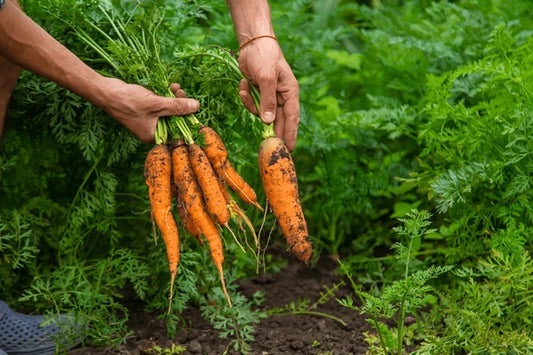 Carrot Growing Guide