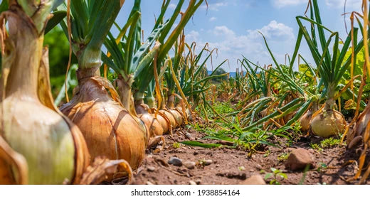 Onion Growing Guide