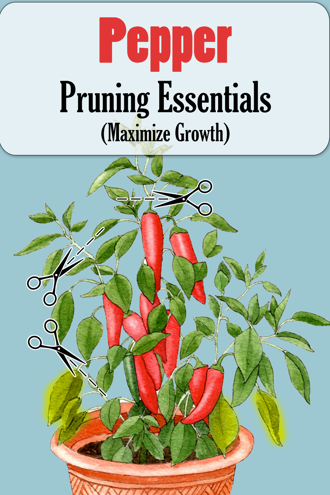 How to Prune Your Peppers and Maximize Growth