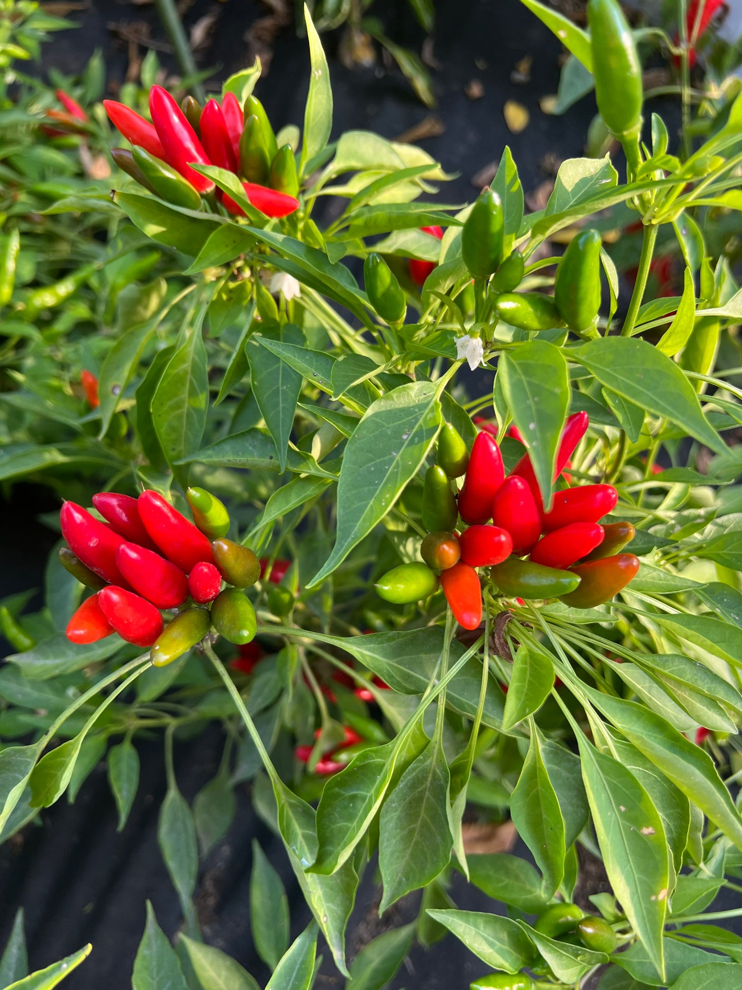 African Birds Eye Pepper Seeds