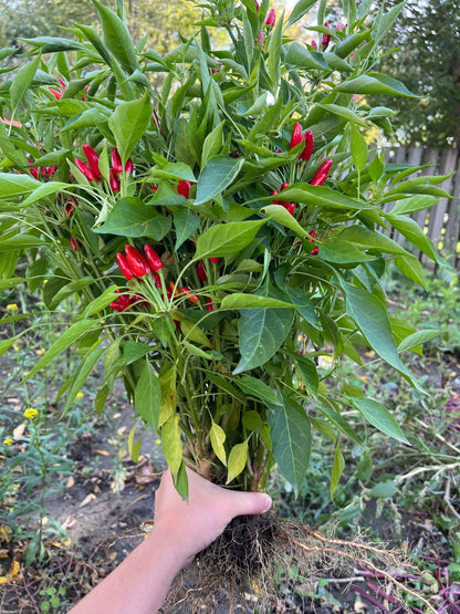 African Birds Eye Pepper Seeds