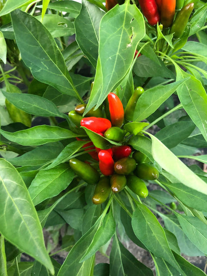 African Birds Eye Pepper Seeds