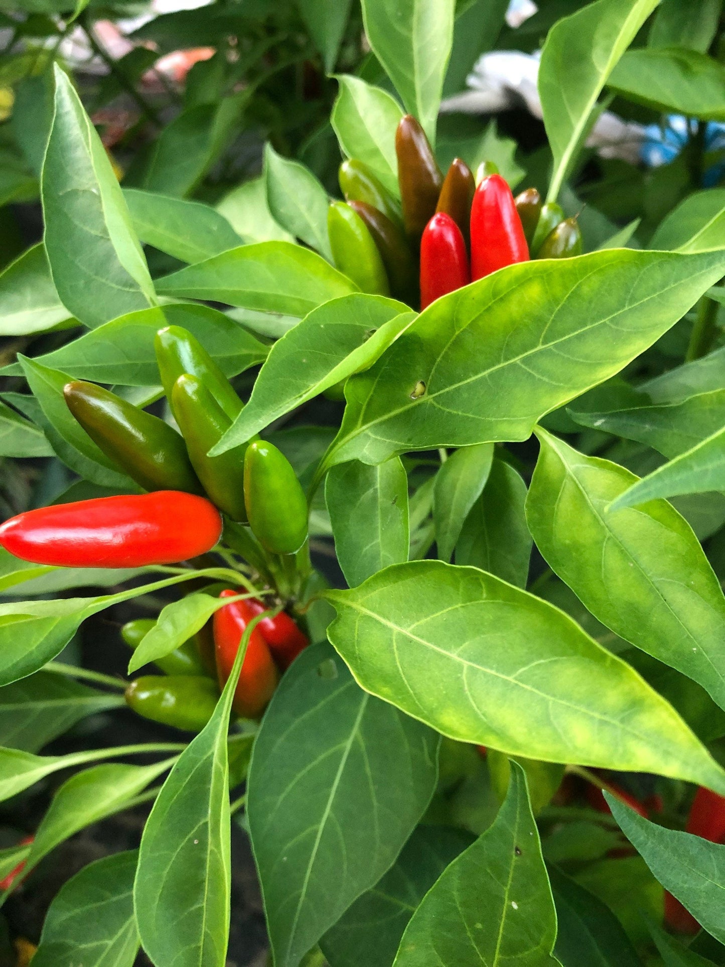 African Birds Eye Pepper Seeds