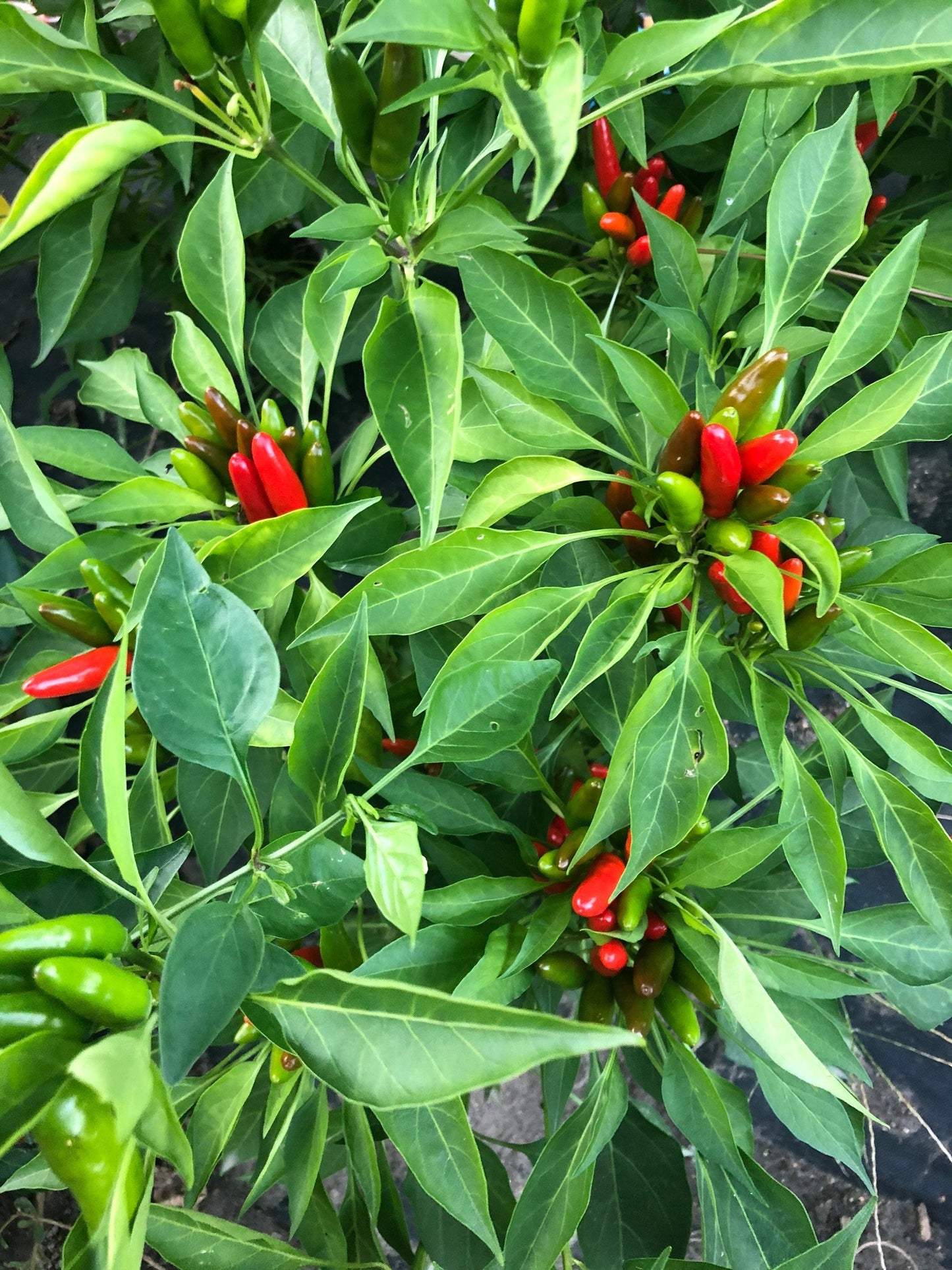 African Birds Eye Pepper Seeds