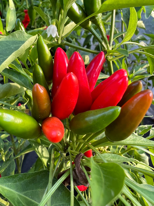 African Birds Eye Pepper Seeds