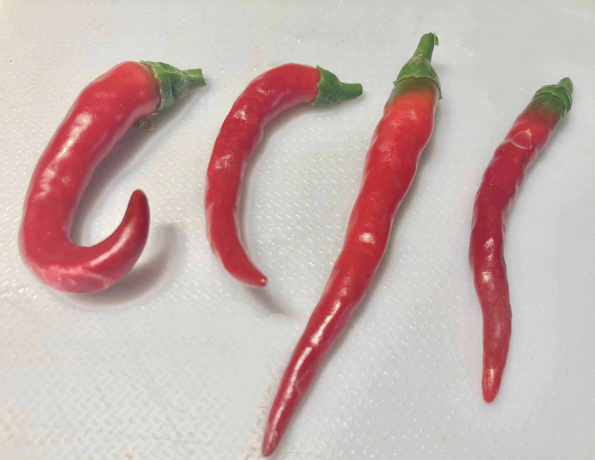 Famous Red Hot Chili Pepper Seeds , Organic