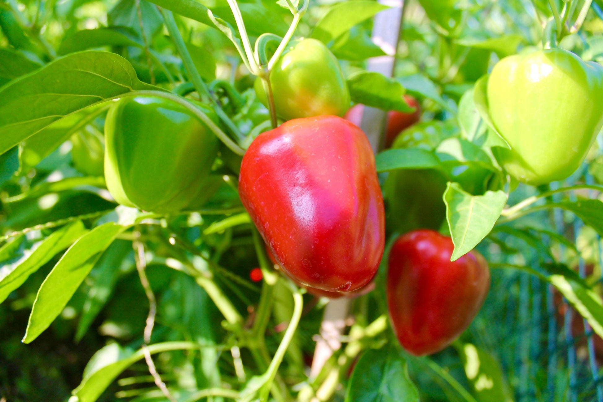 Miniature Bell Pepper Seeds