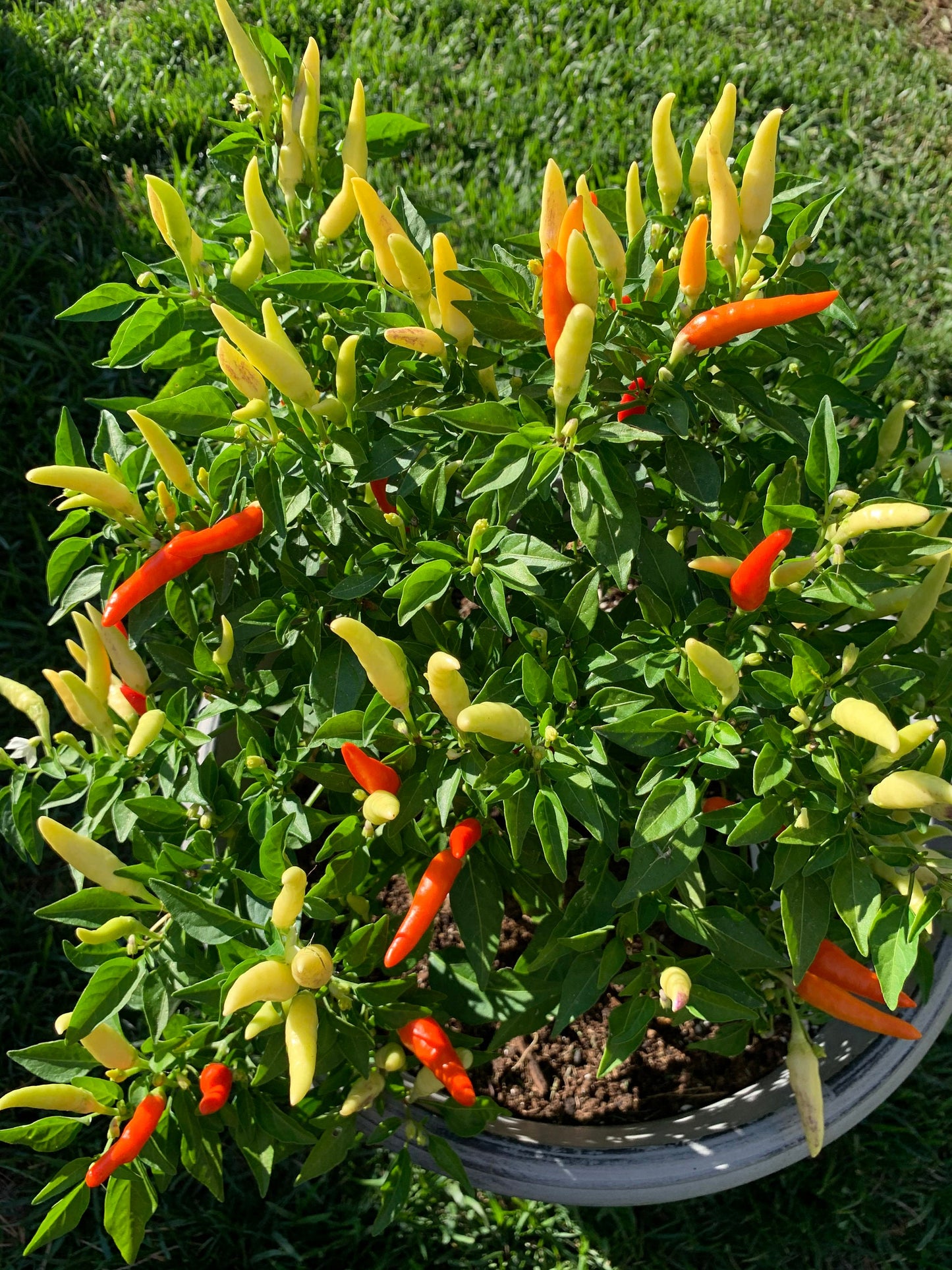 Basket Of Fire Hot Pepper Seeds - Organic