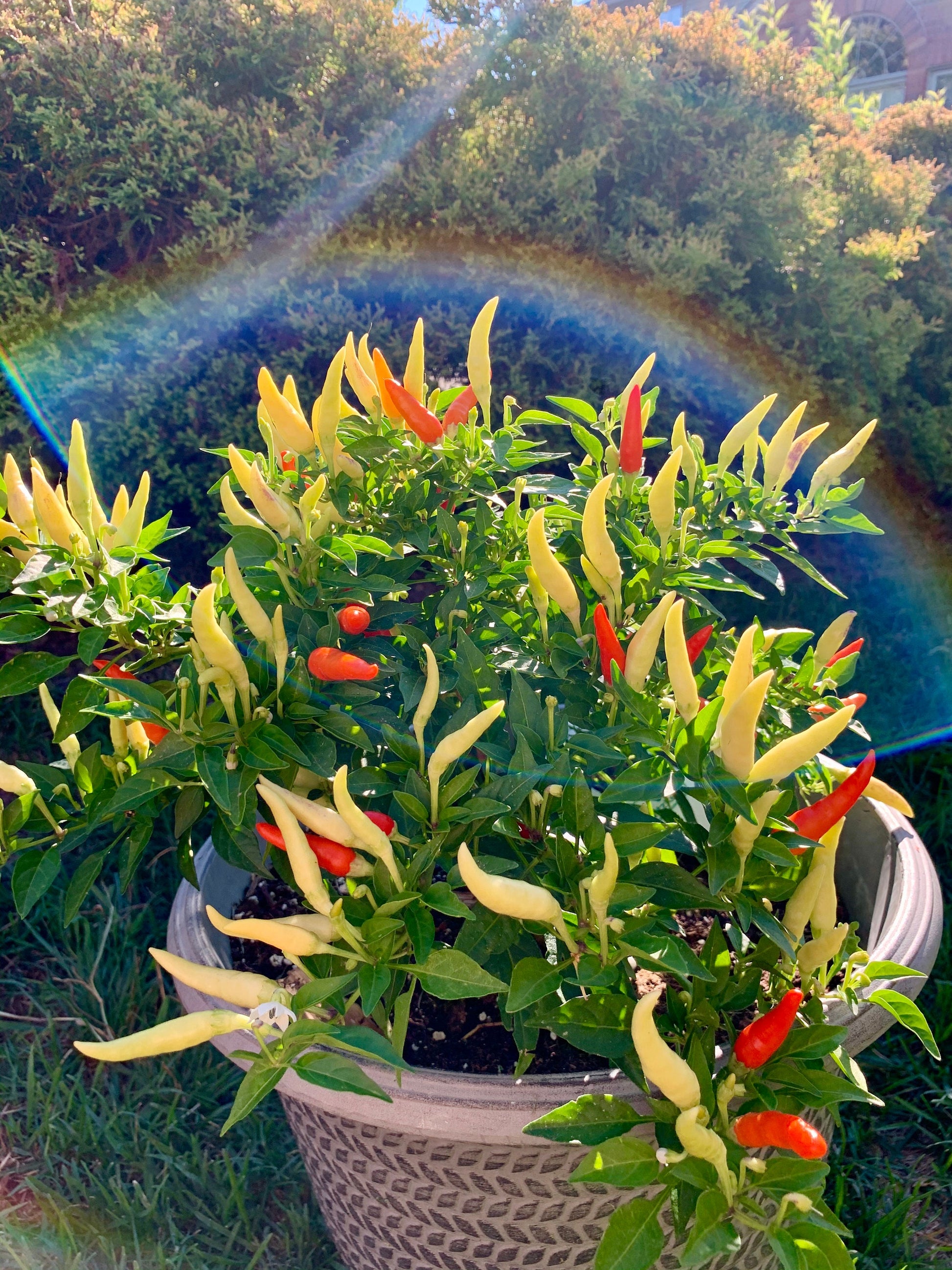 Basket Of Fire Hot Pepper Seeds - Organic