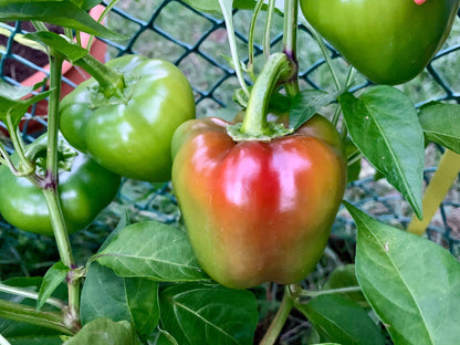 Miniature Bell Pepper Seeds