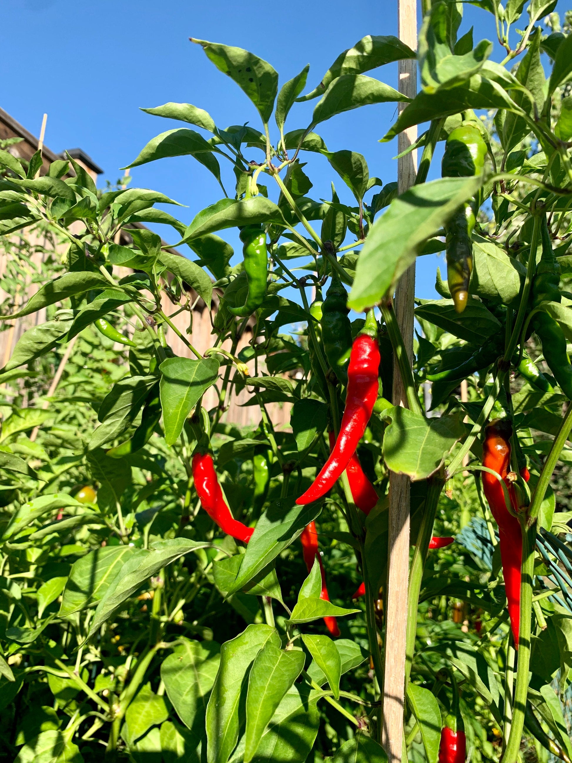 Hot Cayenne Seeds Pepper