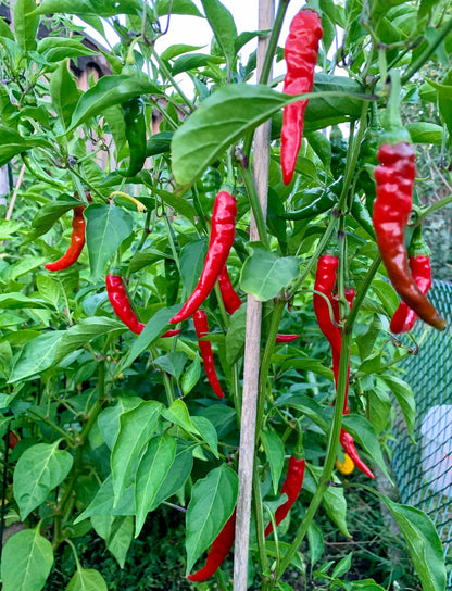 Famous Red Hot Chili Pepper Seeds , Organic