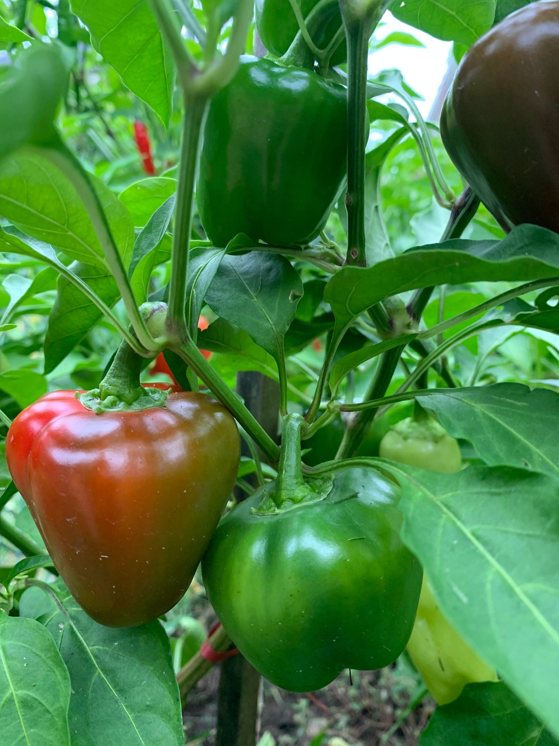 Miniature Bell Pepper Seeds