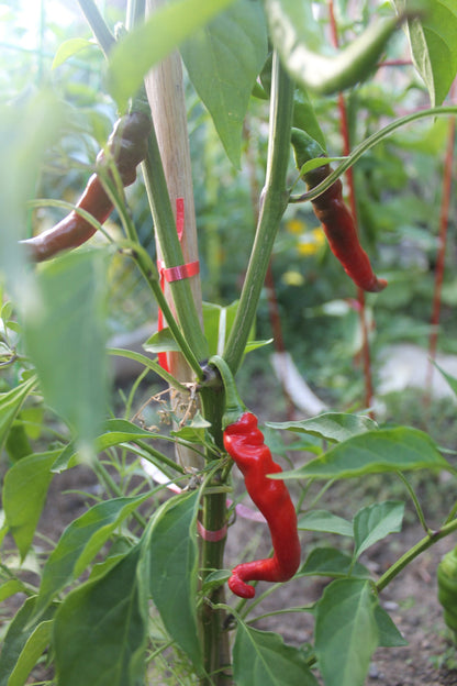 Hot Cayenne Seeds Pepper