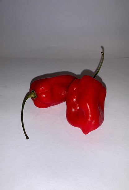 Famous Spicy Habanero Pepper Seeds - Organic - Hot sauce Peppers