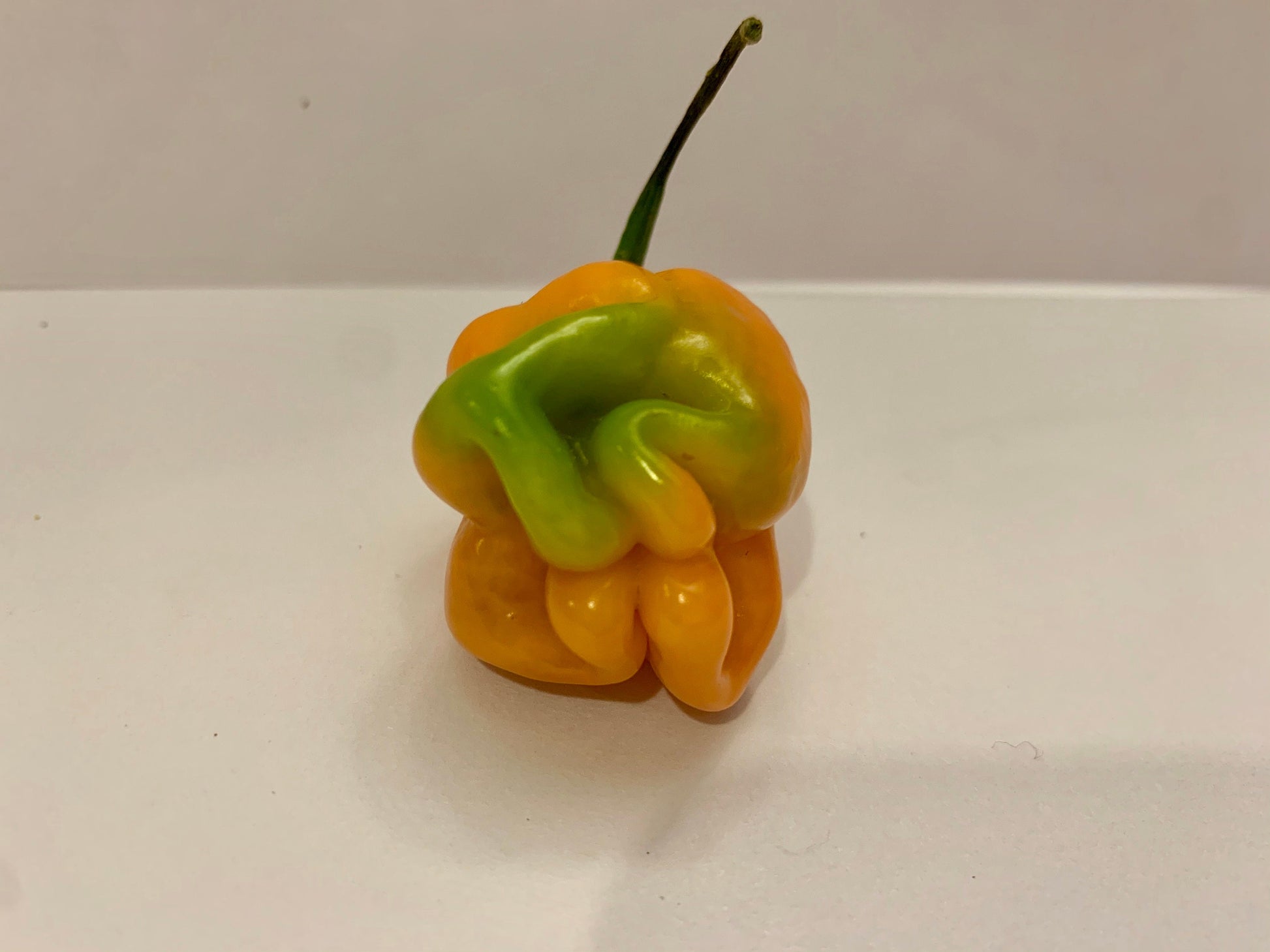 Scotch Bonnet Seeds Pepper