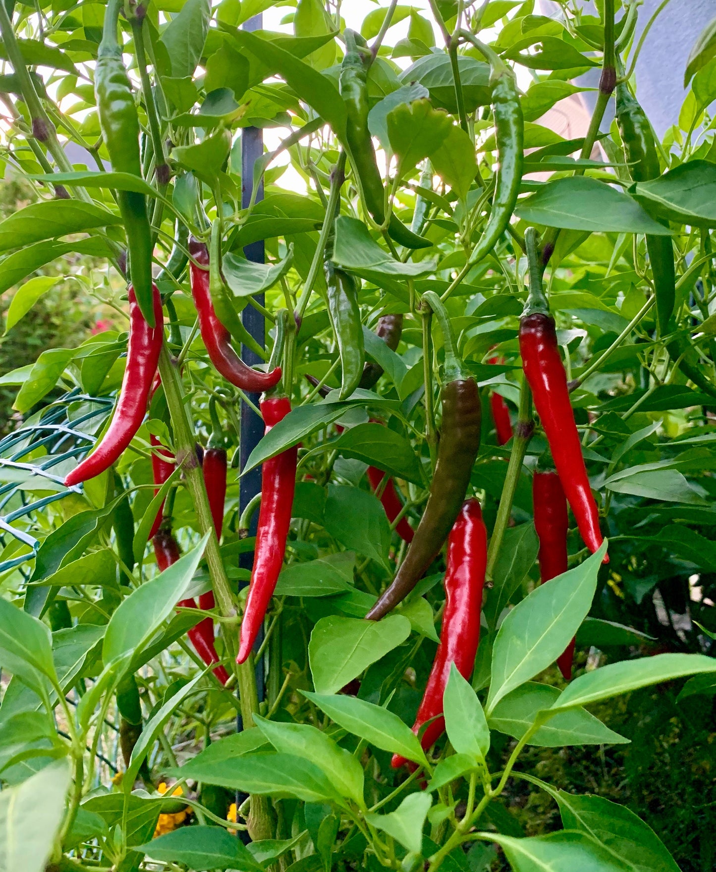 Hot Cayenne Seeds Pepper