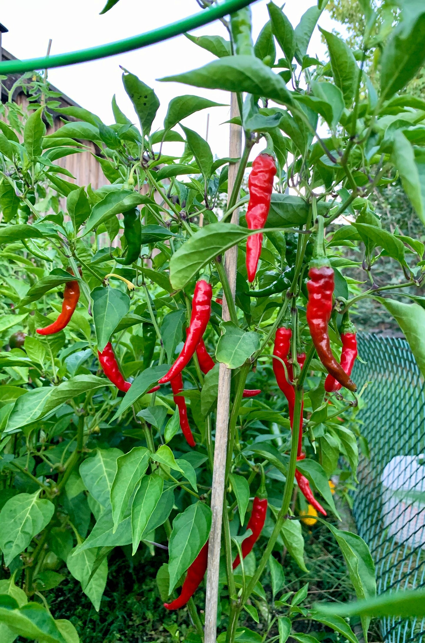 Famous Red Hot Chili Pepper Seeds , Organic