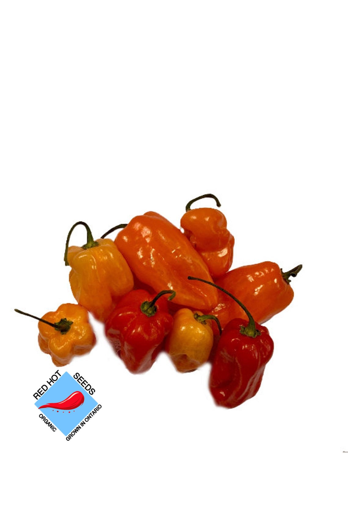 Famous Spicy Habanero Pepper Seeds - Organic - Hot sauce Peppers