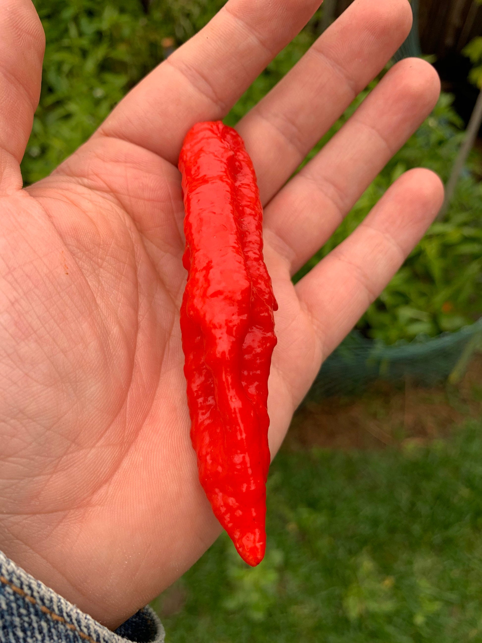 Tombstone Ghost Pepper Seeds