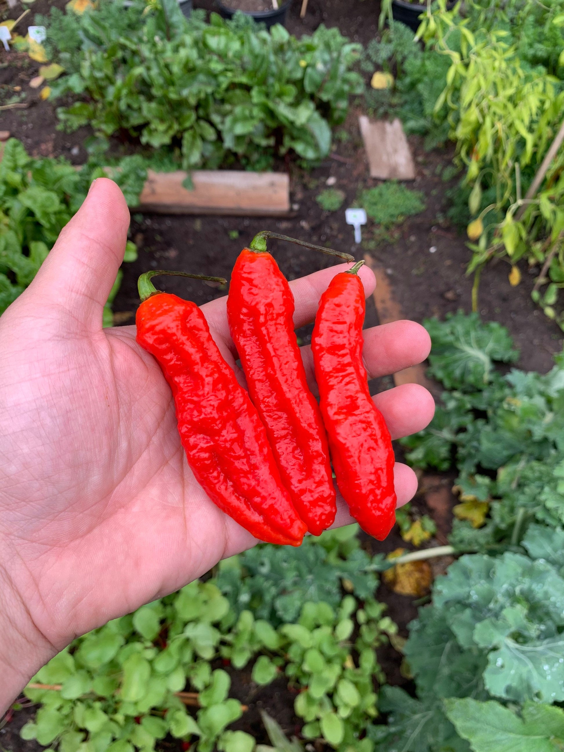 Tombstone Ghost Pepper Seeds