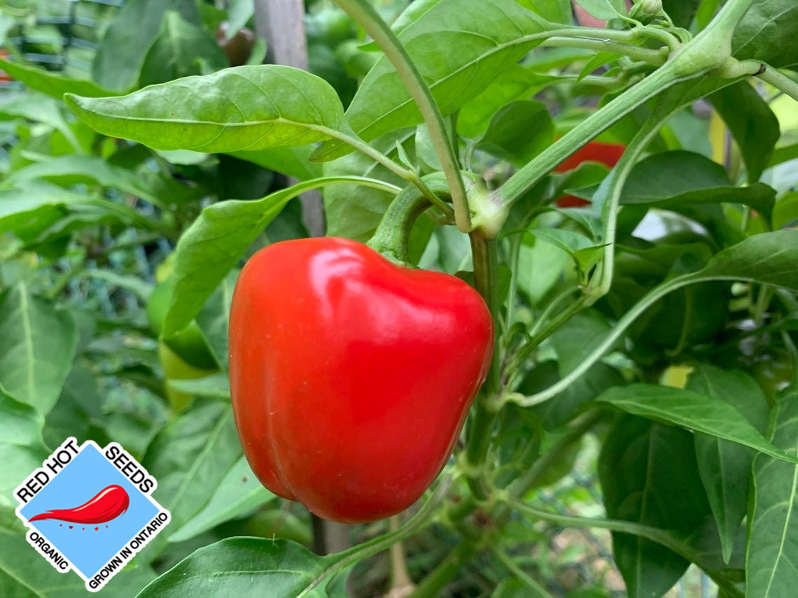 Miniature Bell Pepper Seeds