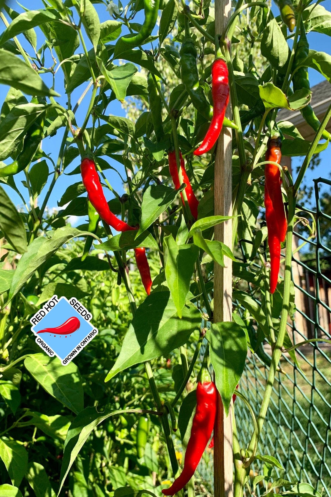 Hot Cayenne Seeds Pepper