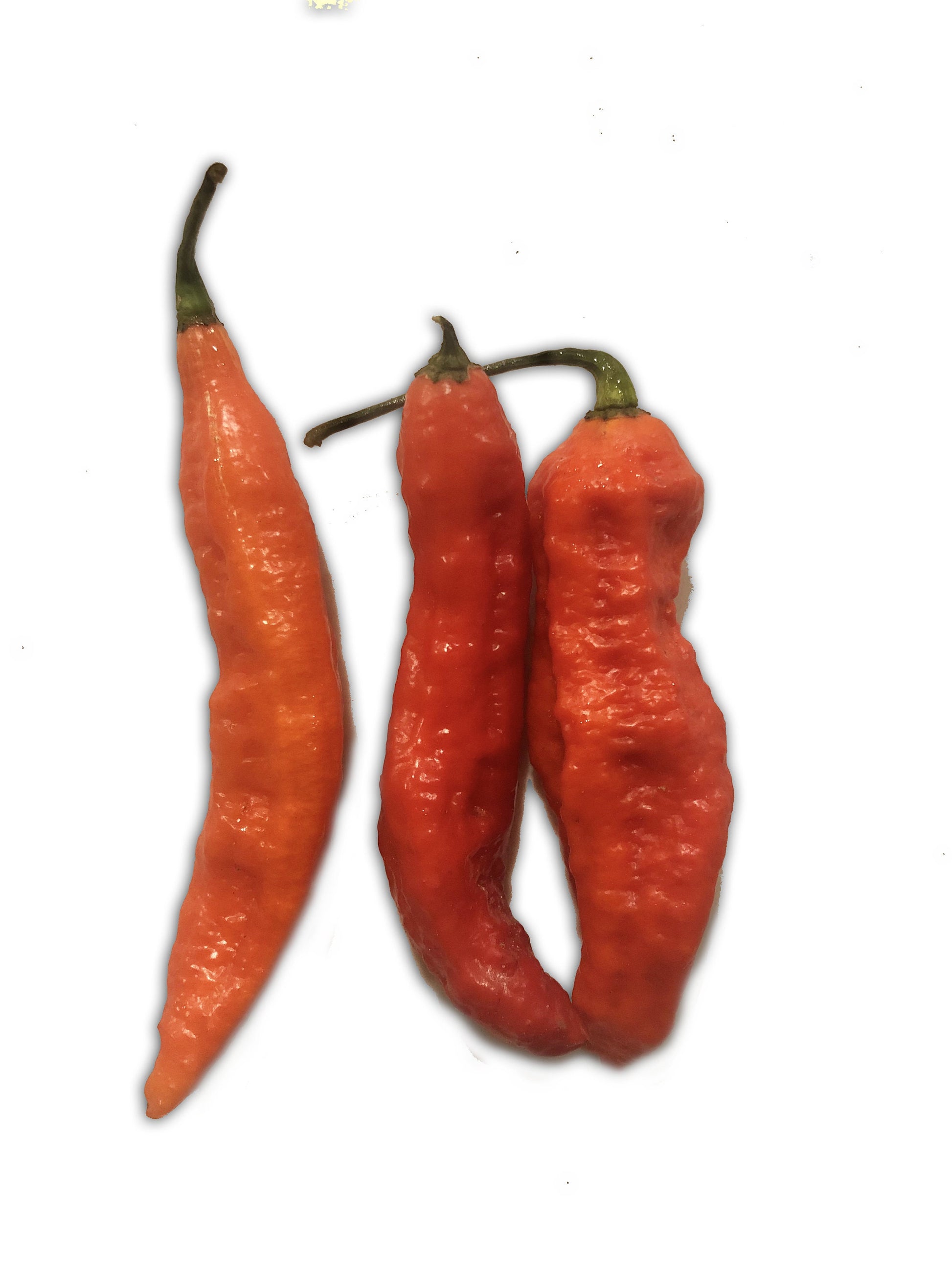 Tombstone Ghost Pepper Seeds