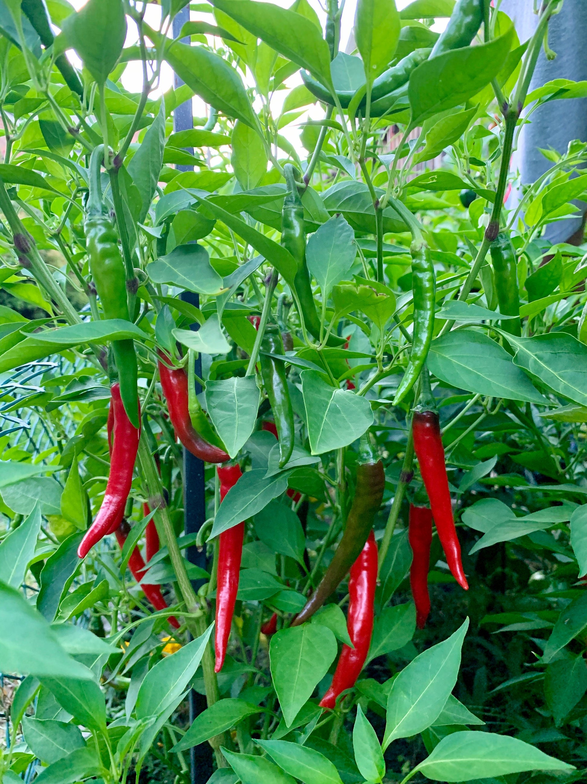 Hot Cayenne Seeds Pepper