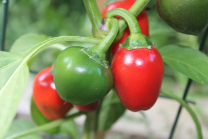 Sweet Cherry Pick Pepper Seeds