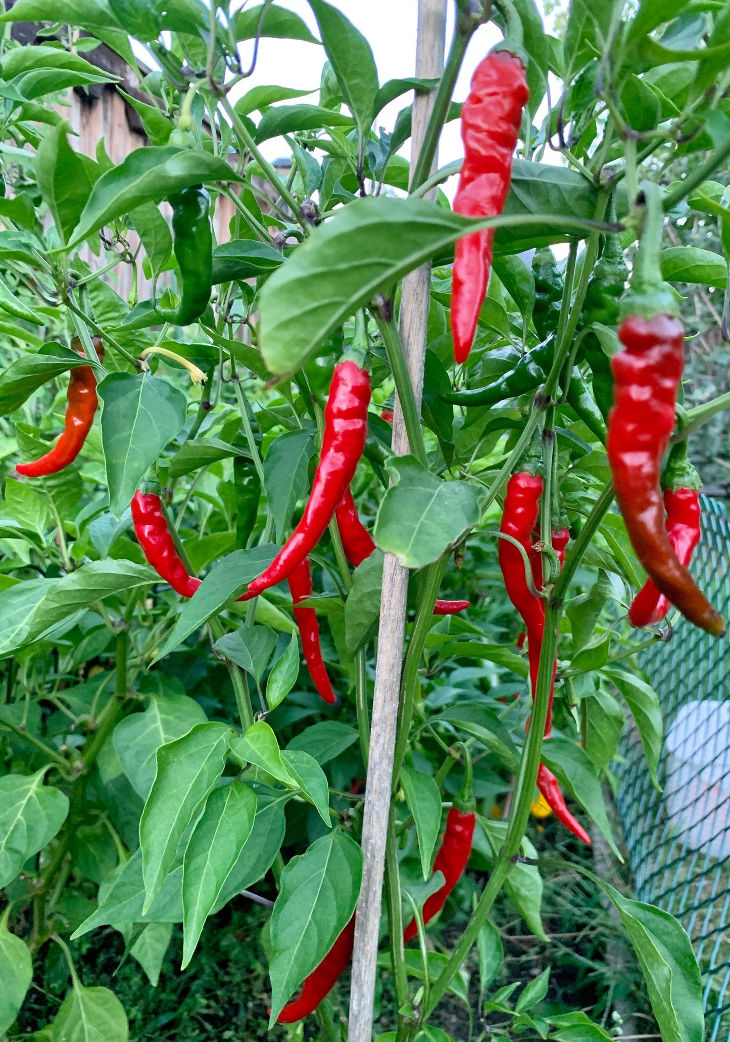 Famous Red Hot Chili Pepper Seeds , Organic