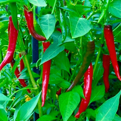 Hot Cayenne Seeds Pepper