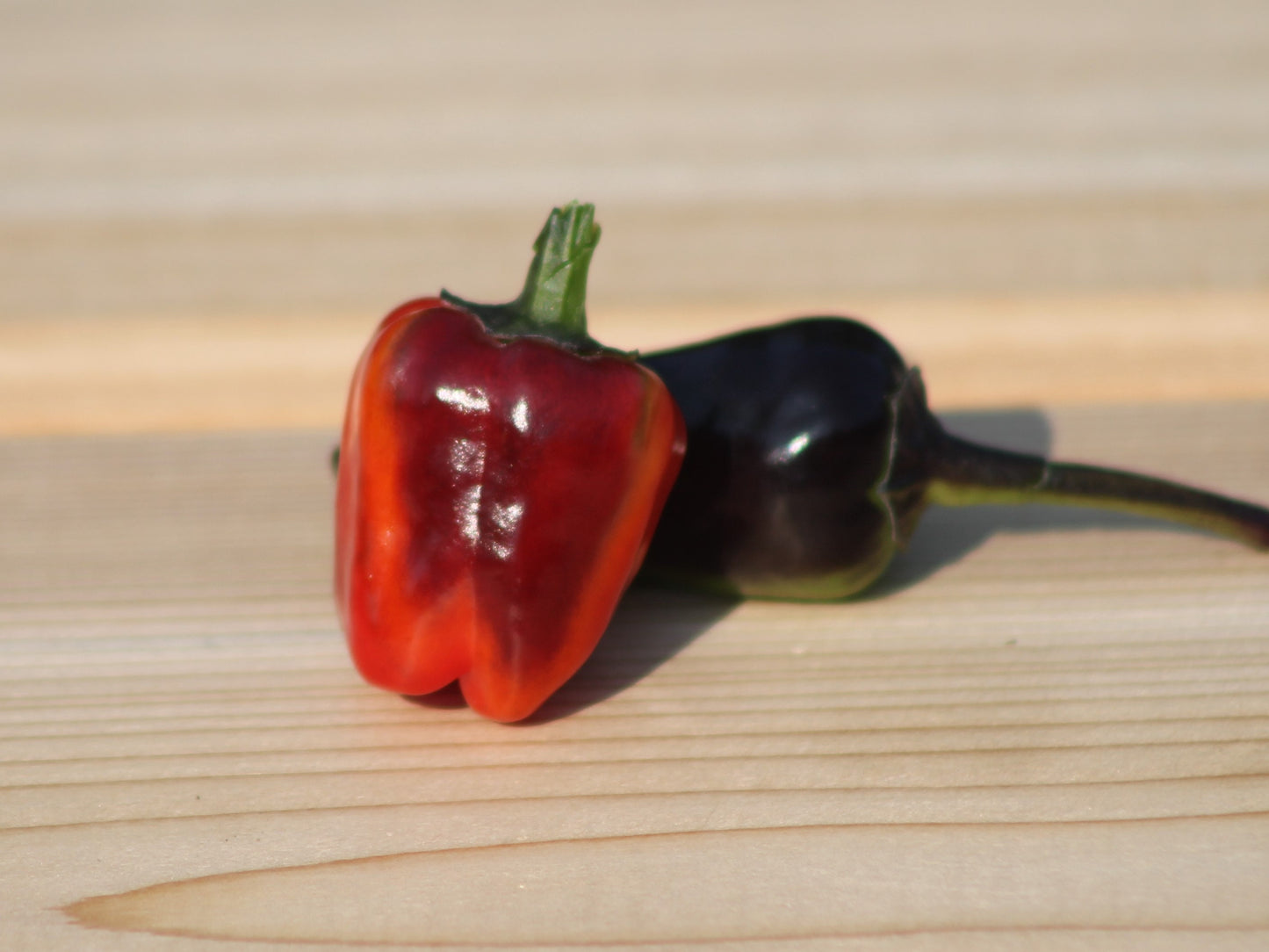 Black Dracula Pepper Seeds