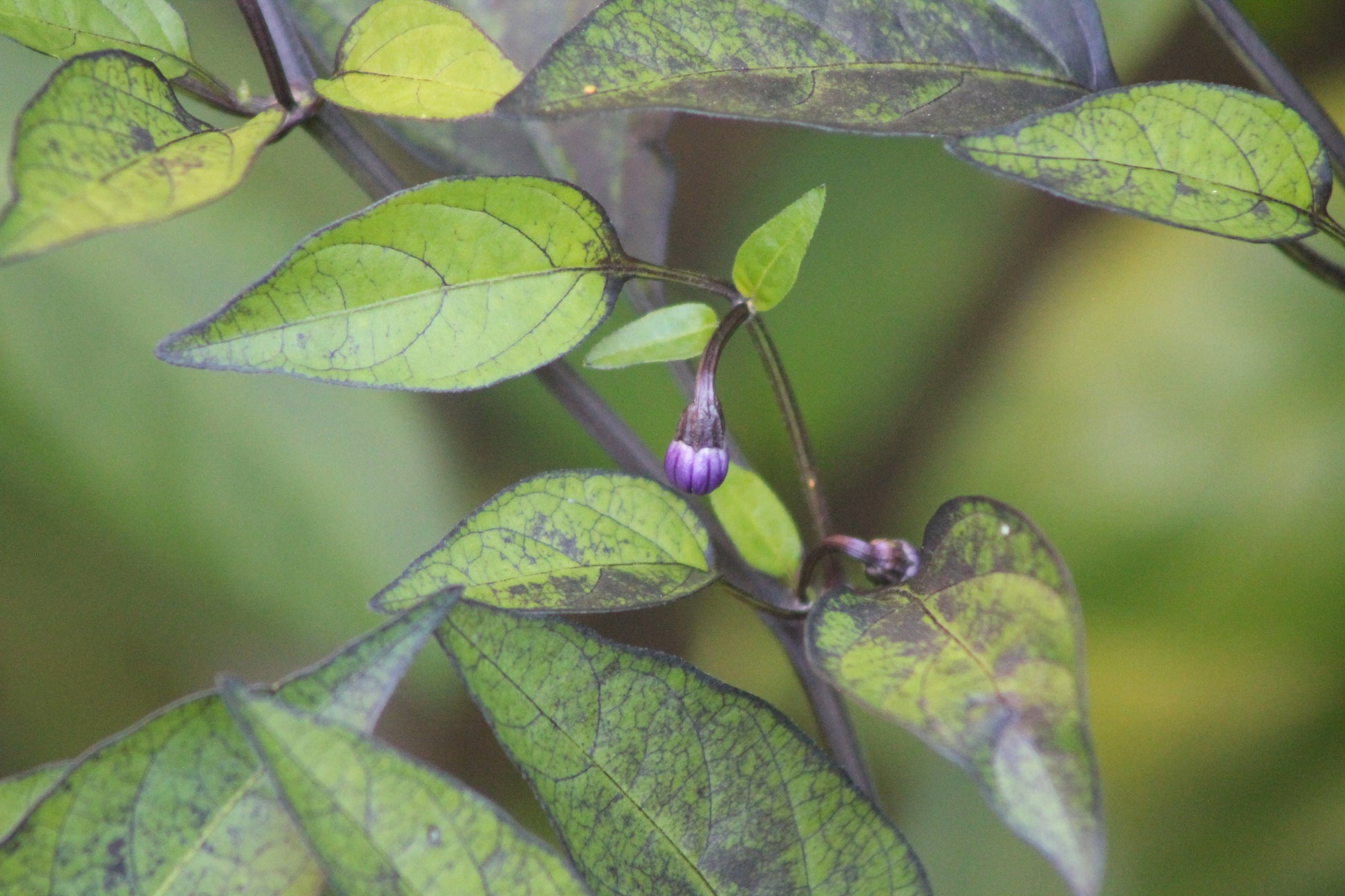 Black Dracula Pepper Seeds