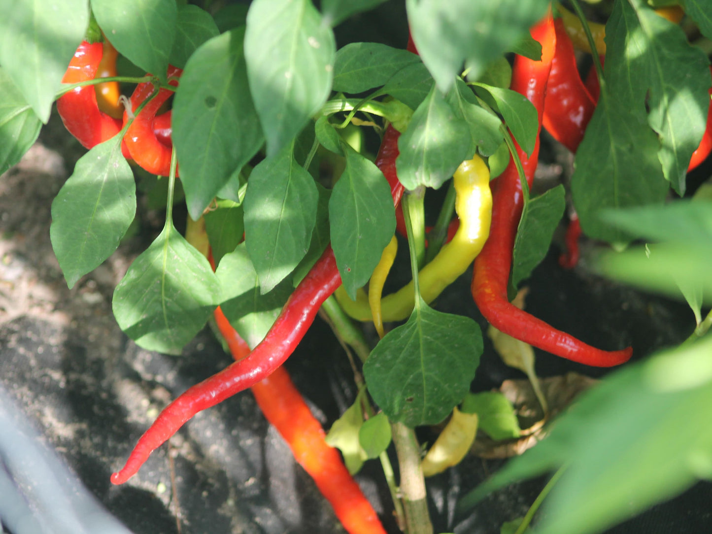 Long Corbaci Seeds Pepper