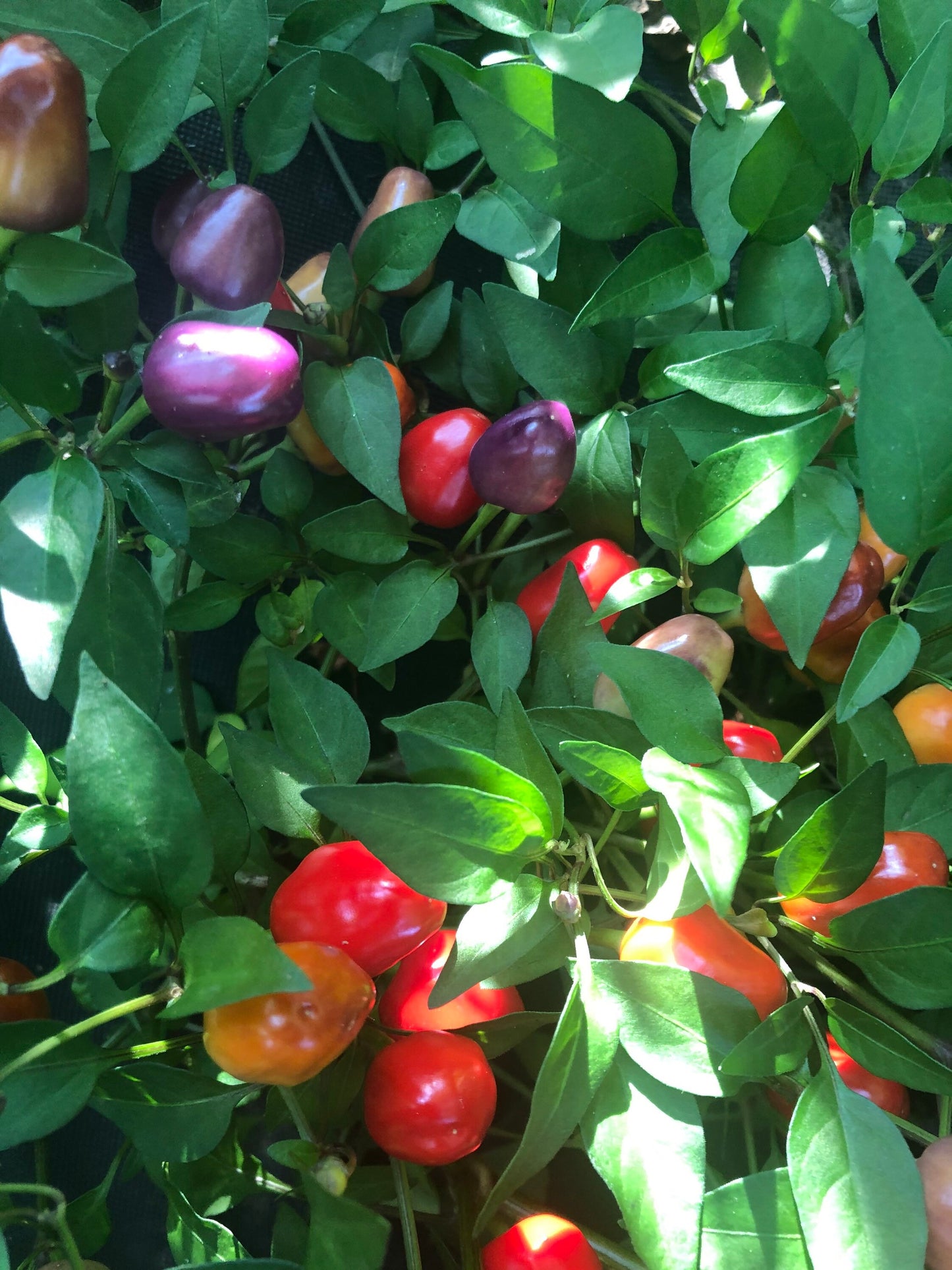 Filius Blue Pepper Seeds